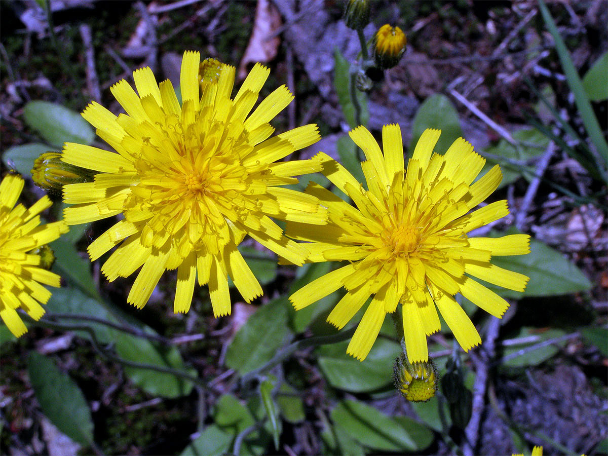 Jestřábník zední (Hieracium murorum L.; H. sylvaticum (L.) L.)