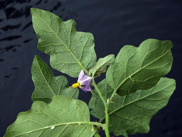 Lilek sodomský (Solanum linnaeanum Hepper et P.-M. L. Jaeger