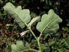 Lilek sodomský (Solanum linnaeanum Hepper et P.-M. L. Jaeger