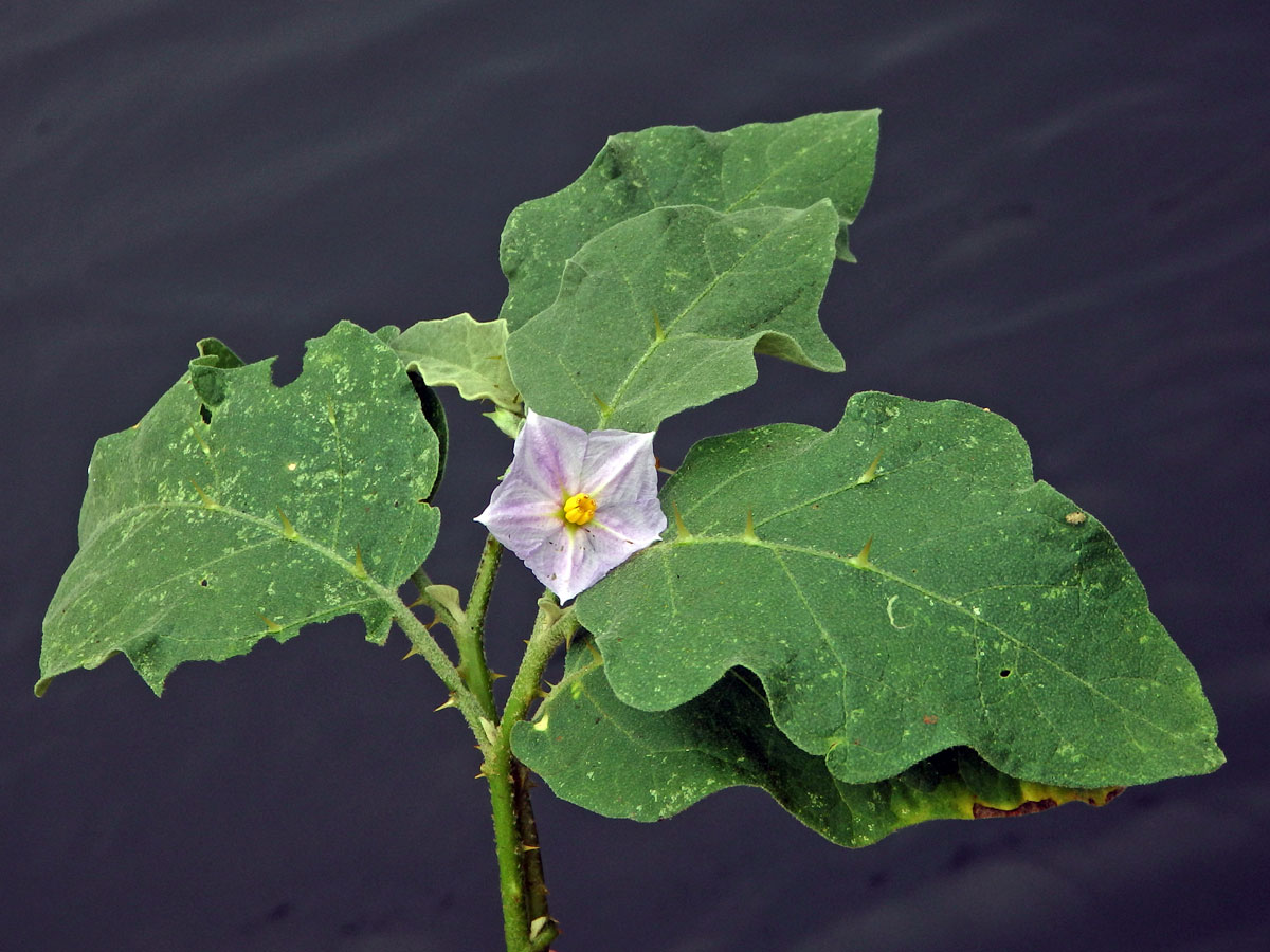 Lilek sodomský (Solanum linnaeanum Hepper et P.-M. L. Jaeger