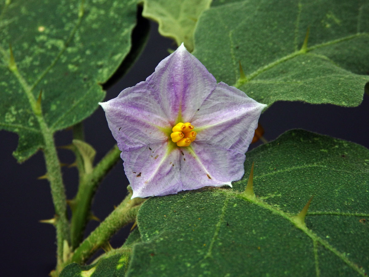 Lilek sodomský (Solanum linnaeanum Hepper et P.-M. L. Jaeger