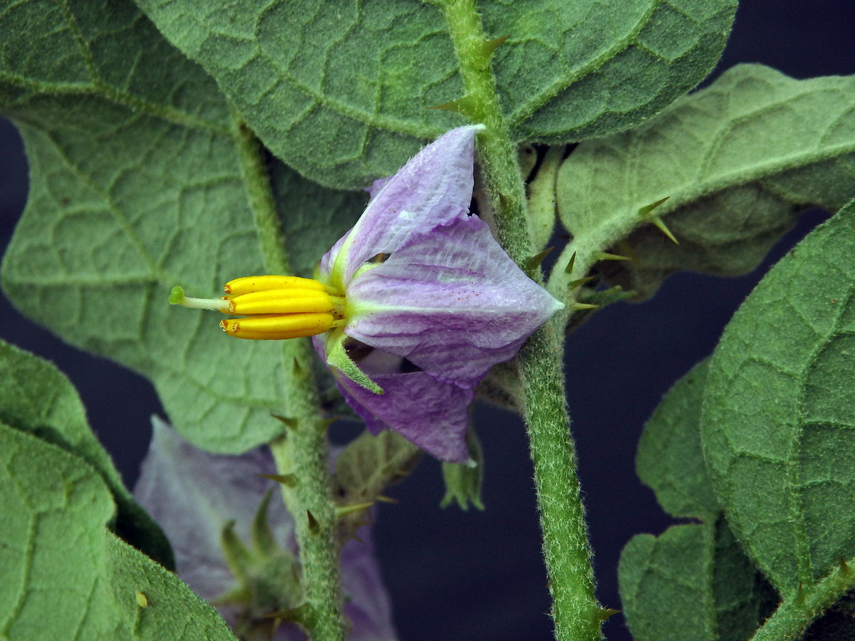 Lilek sodomský (Solanum linnaeanum Hepper et P.-M. L. Jaeger