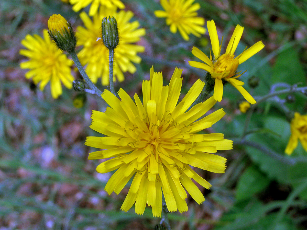 Jestřábník zední (Hieracium murorum L.; H. sylvaticum (L.) L.)