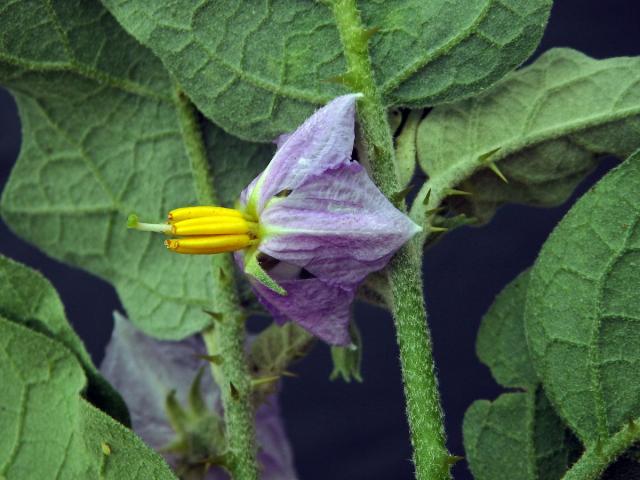 Lilek sodomský (Solanum linnaeanum Hepper et P.-M. L. Jaeger