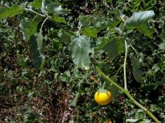 Lilek sodomský (Solanum linnaeanum Hepper et P.-M. L. Jaeger