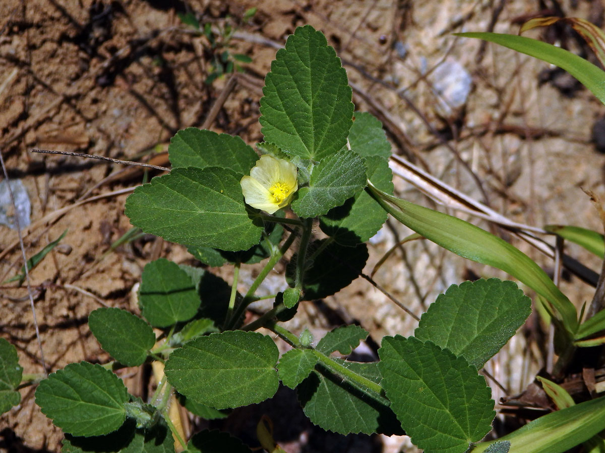 Sida kosolistá (Sida rhombifolia L.)