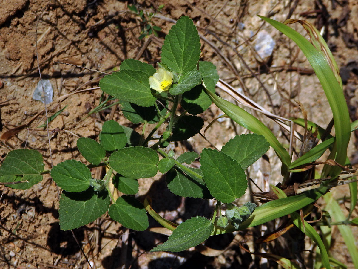 Sida kosolistá (Sida rhombifolia L.)