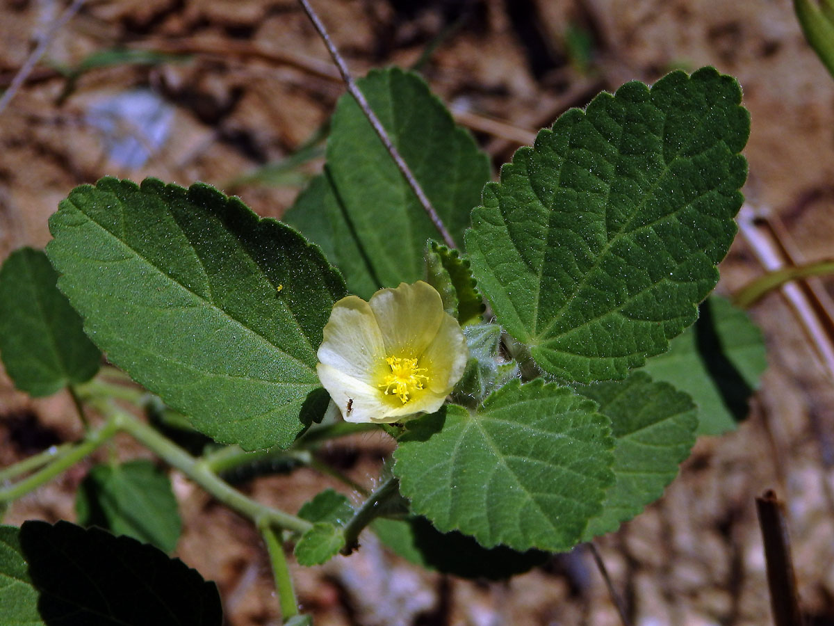 Sida kosolistá (Sida rhombifolia L.)