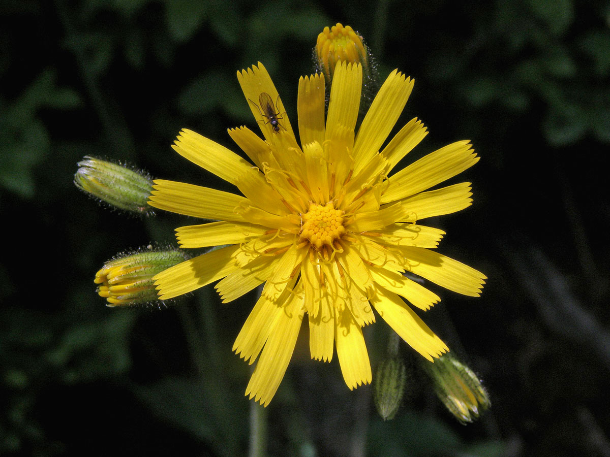 Jestřábník zední (Hieracium murorum L.; H. sylvaticum (L.) L.)