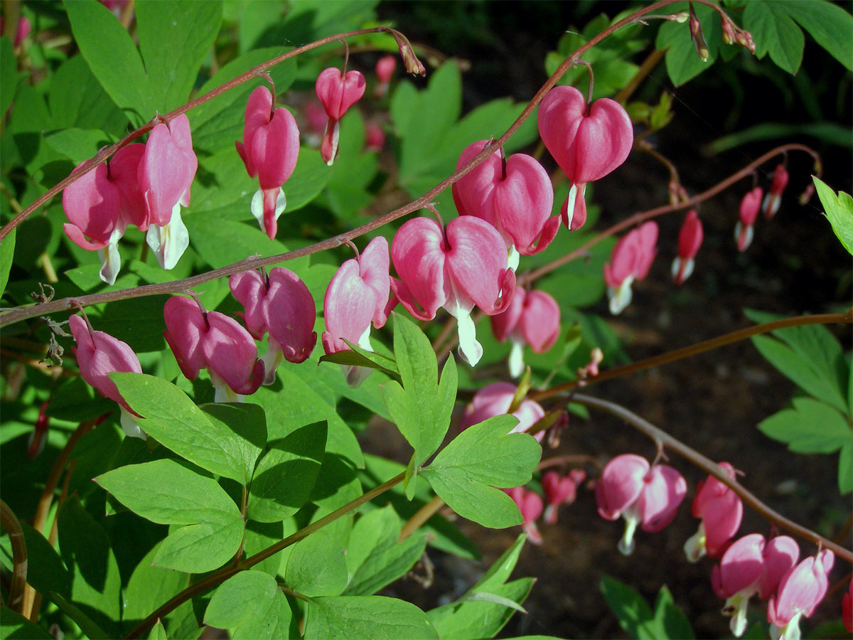 Srdcovka nádherná (Dicentra spectabilis (L.) Lemaire)