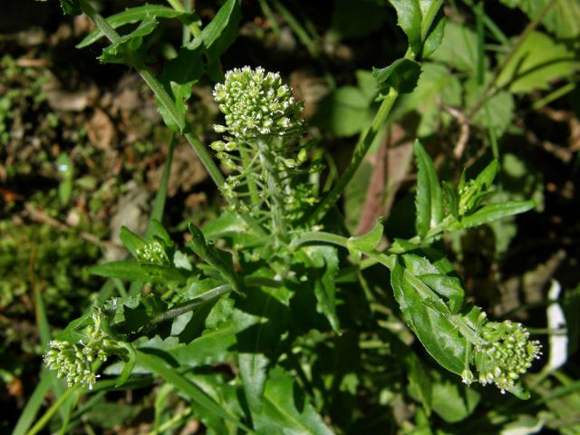 Řeřicha chlumní (Lepidum campestre (L.) R. Br.)