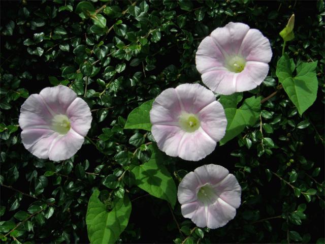 Opletník sličný (Calystegia pulchra Brummittet Heywood)