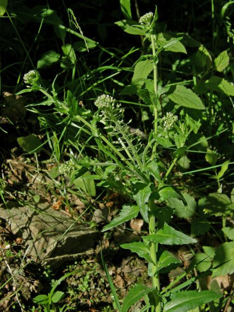 Řeřicha chlumní (Lepidum campestre (L.) R. Br.)