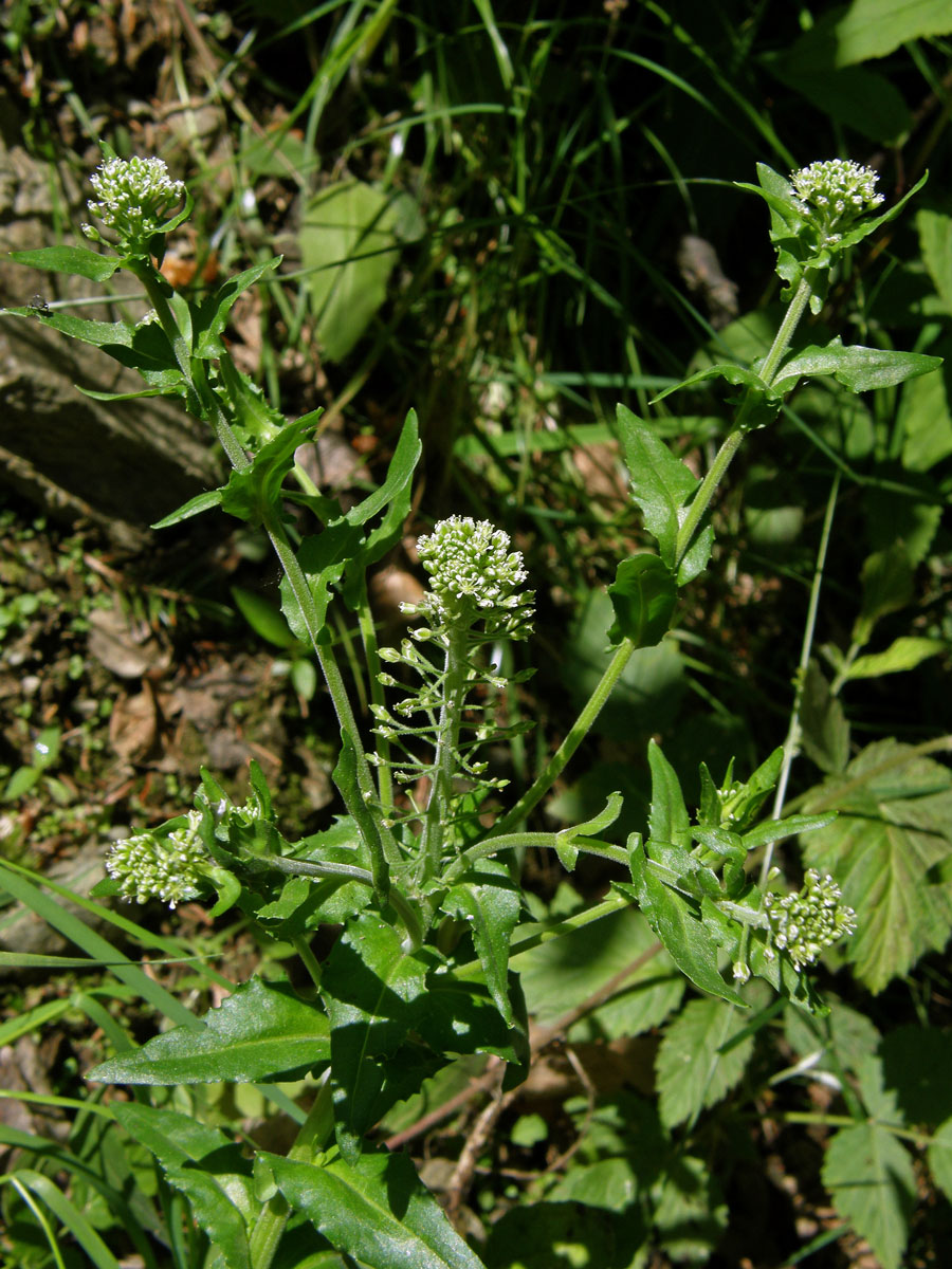 Řeřicha chlumní (Lepidum campestre (L.) R. Br.)