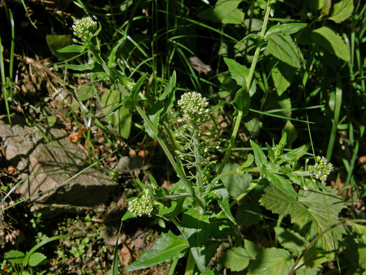 Řeřicha chlumní (Lepidum campestre (L.) R. Br.)