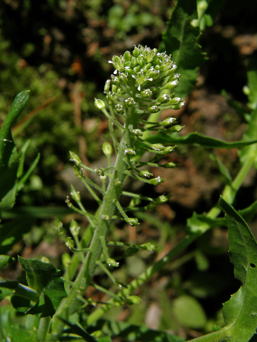 Řeřicha chlumní (Lepidum campestre (L.) R. Br.)