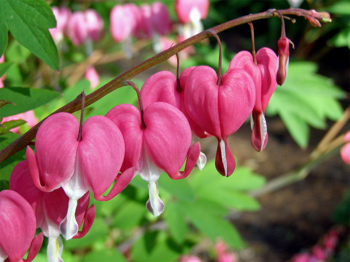 Srdcovka nádherná (Dicentra spectabilis (L.) Lemaire)