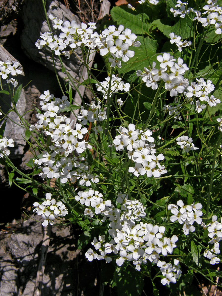 Řeřuška alpská (Pritzelago alpina (L.) O. Kunze)