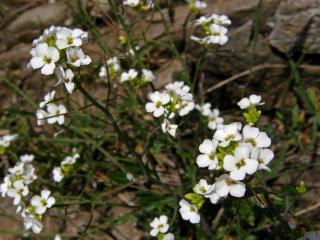 Řeřuška alpská (Pritzelago alpina (L.) O. Kunze)