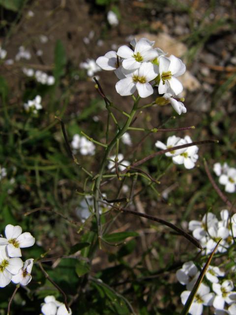 Řeřuška alpská (Pritzelago alpina (L.) O. Kunze)