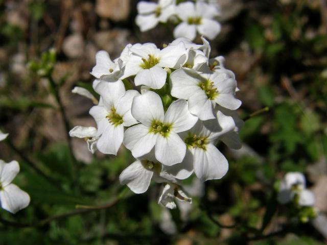 Řeřuška alpská (Pritzelago alpina (L.) O. Kunze)