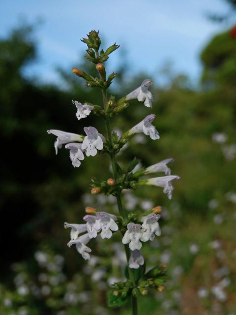 Drobnozel (Micromeria frivaldszkyana (Degen) Velen)