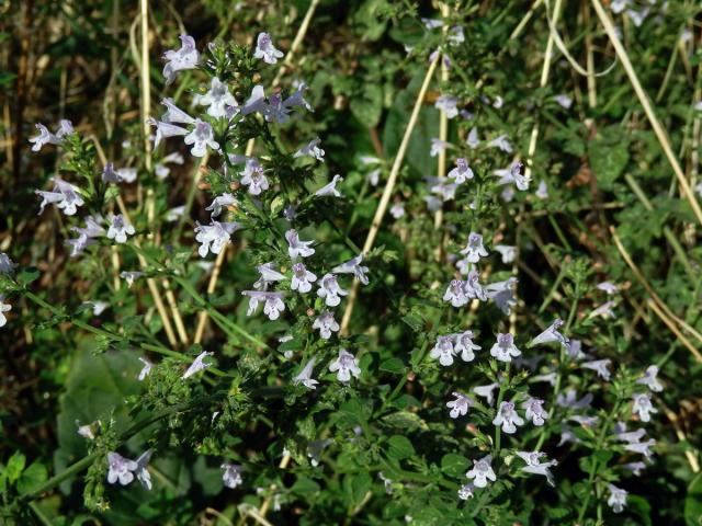 Drobnozel (Micromeria frivaldszkyana (Degen) Velen)