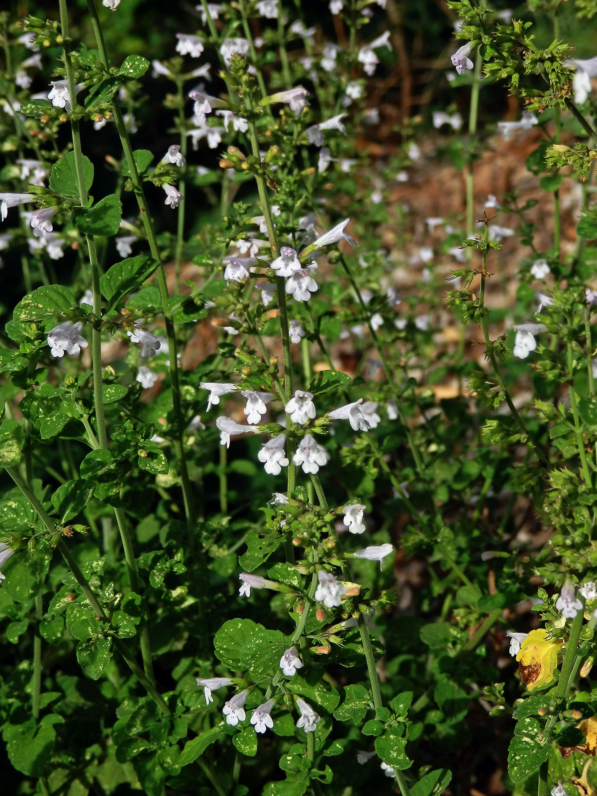 Drobnozel (Micromeria frivaldszkyana (Degen) Velen)