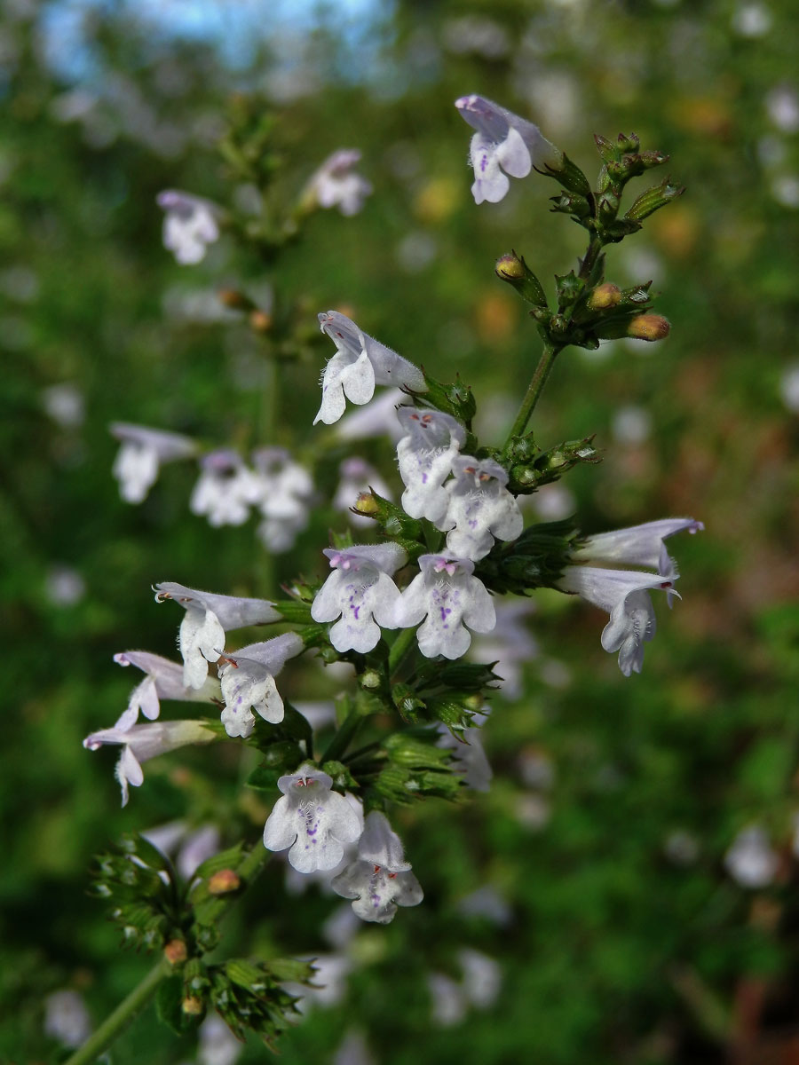 Drobnozel (Micromeria frivaldszkyana (Degen) Velen)