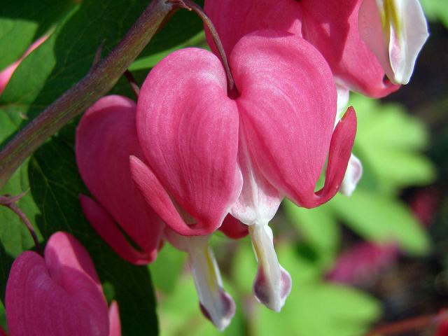 Srdcovka nádherná (Dicentra spectabilis (L.) Lemaire)