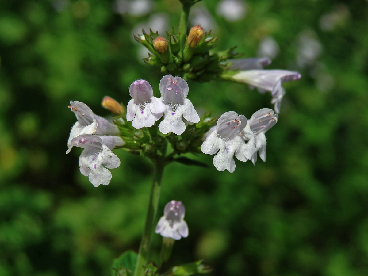 Drobnozel (Micromeria frivaldszkyana (Degen) Velen)