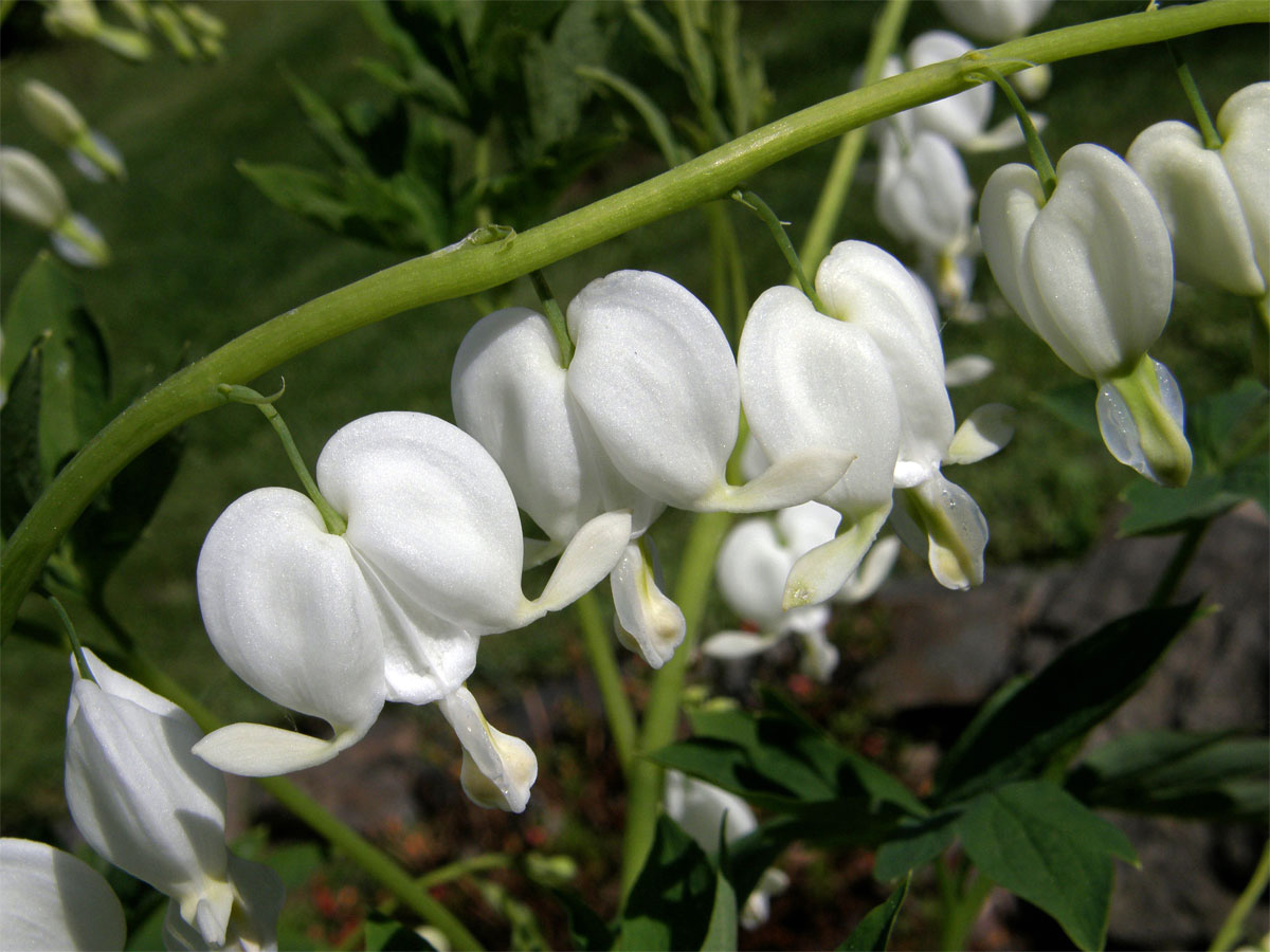 Srdcovka nádherná (Dicentra spectabilis (L.) Lemaire)