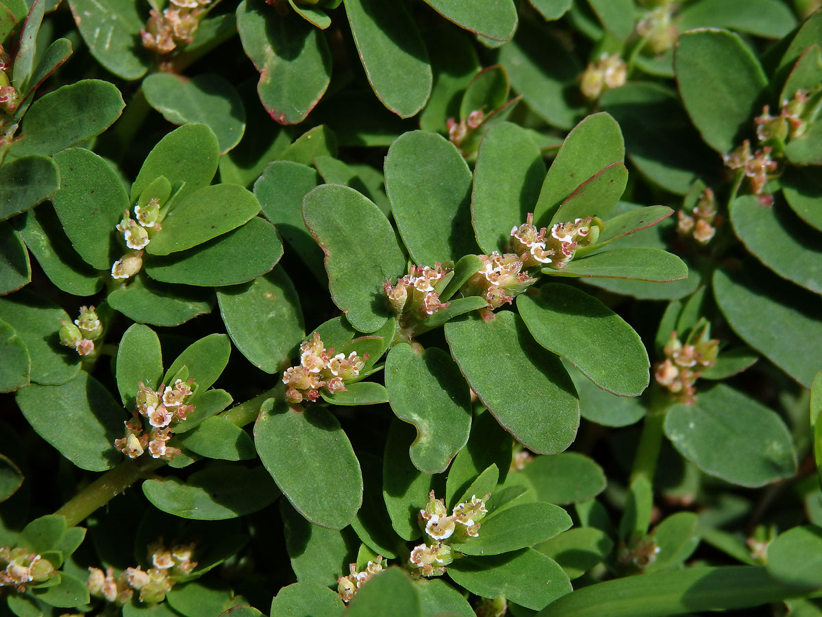 4_Pryšcovité: Pryšec (Euphorbia)