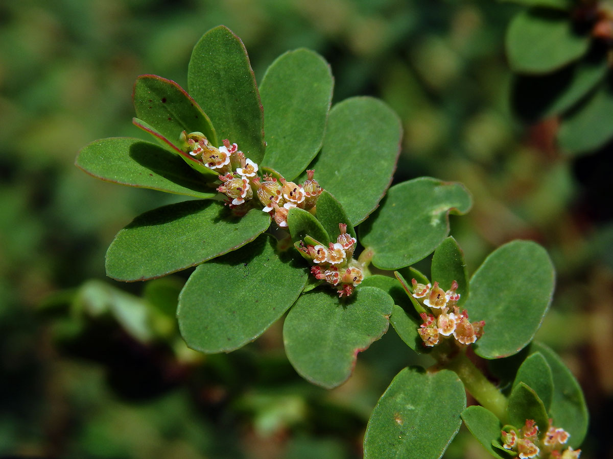 4_Pryšcovité: Pryšec (Euphorbia)