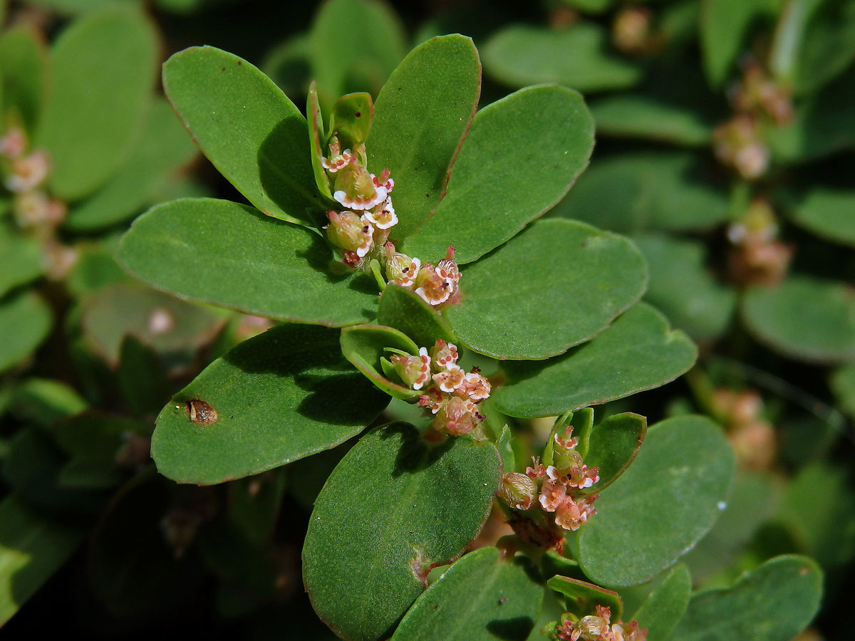 4_Pryšcovité: Pryšec (Euphorbia)