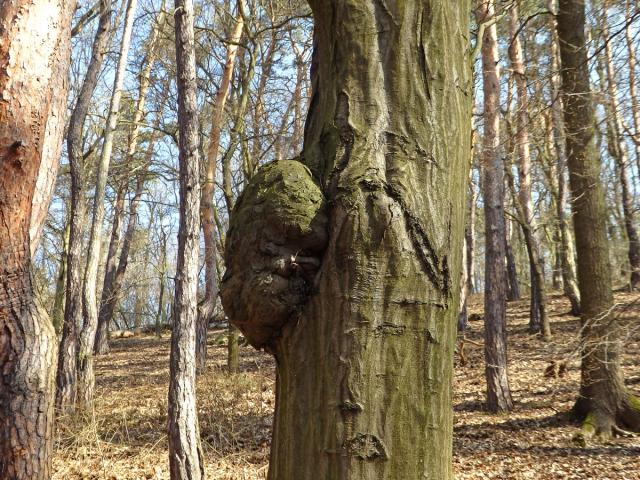 Nádor na habru obecném (Carpinus betulus L.) (23b)