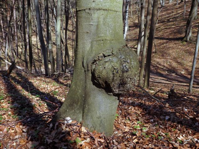 Nádor na buku lesním (Fagus sylvatica L.) (30b)