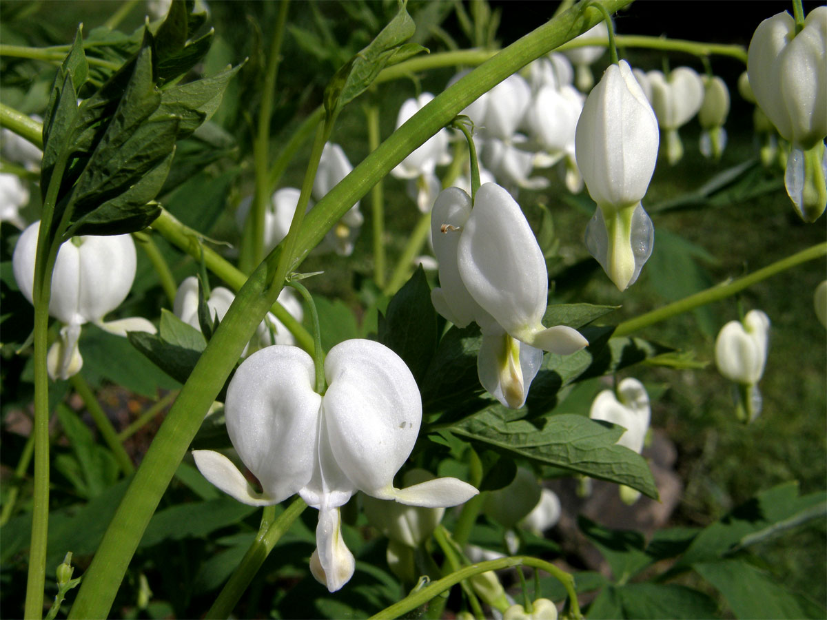 Srdcovka nádherná (Dicentra spectabilis (L.) Lemaire)