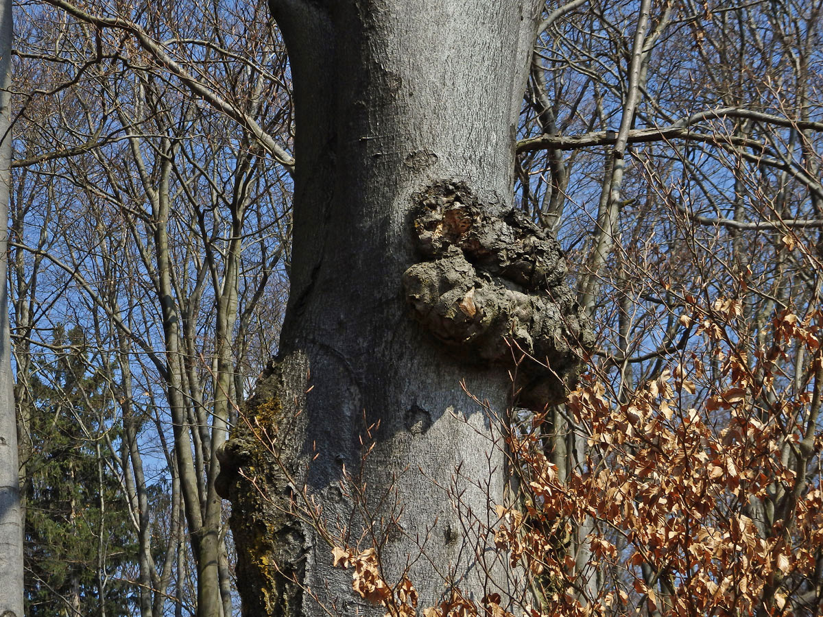 Nádor na buku lesním (Fagus sylvatica L.) (31a)