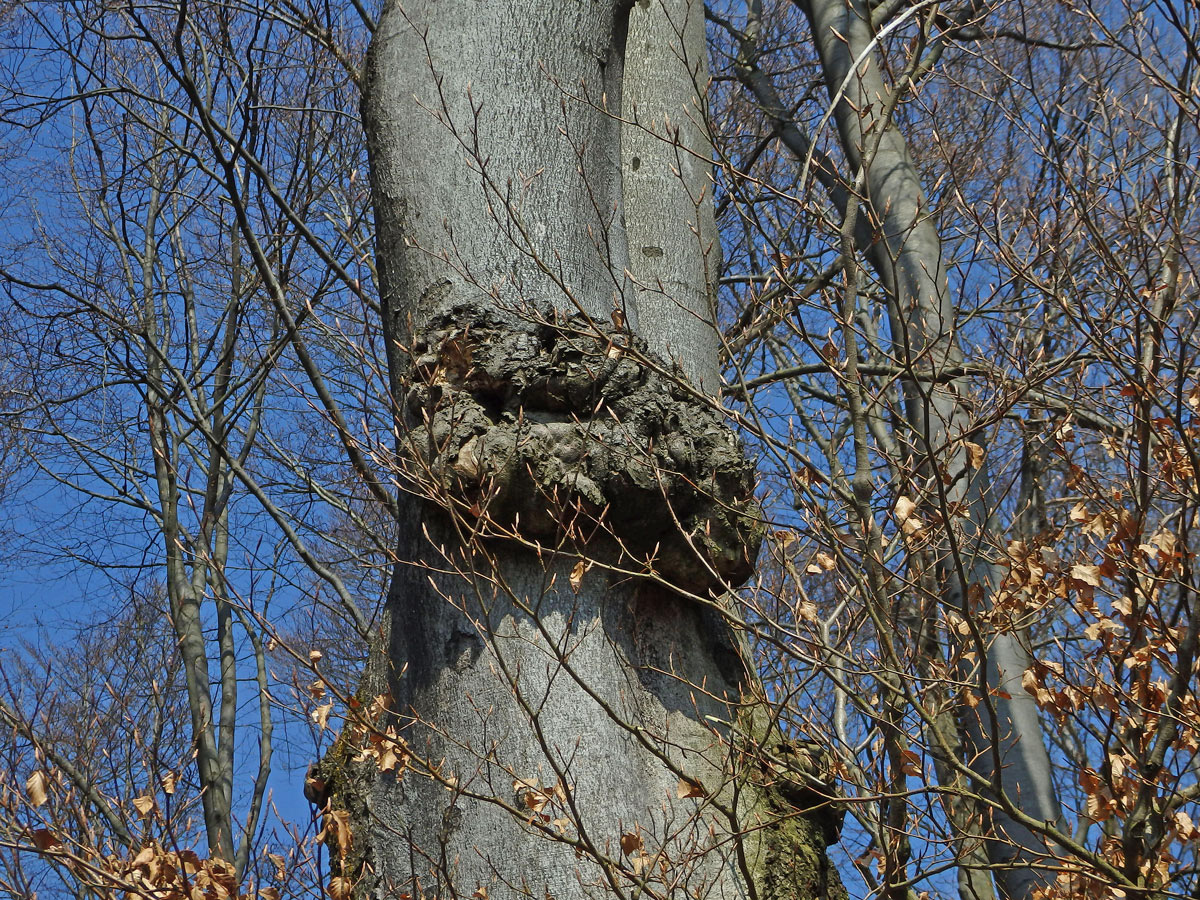 Nádor na buku lesním (Fagus sylvatica L.) (31b)