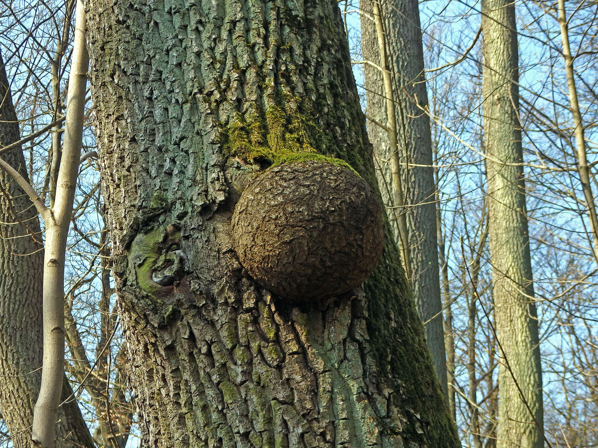 Nádor na jasanu ztepilém (Fraxinus excelsior L.) (16a)