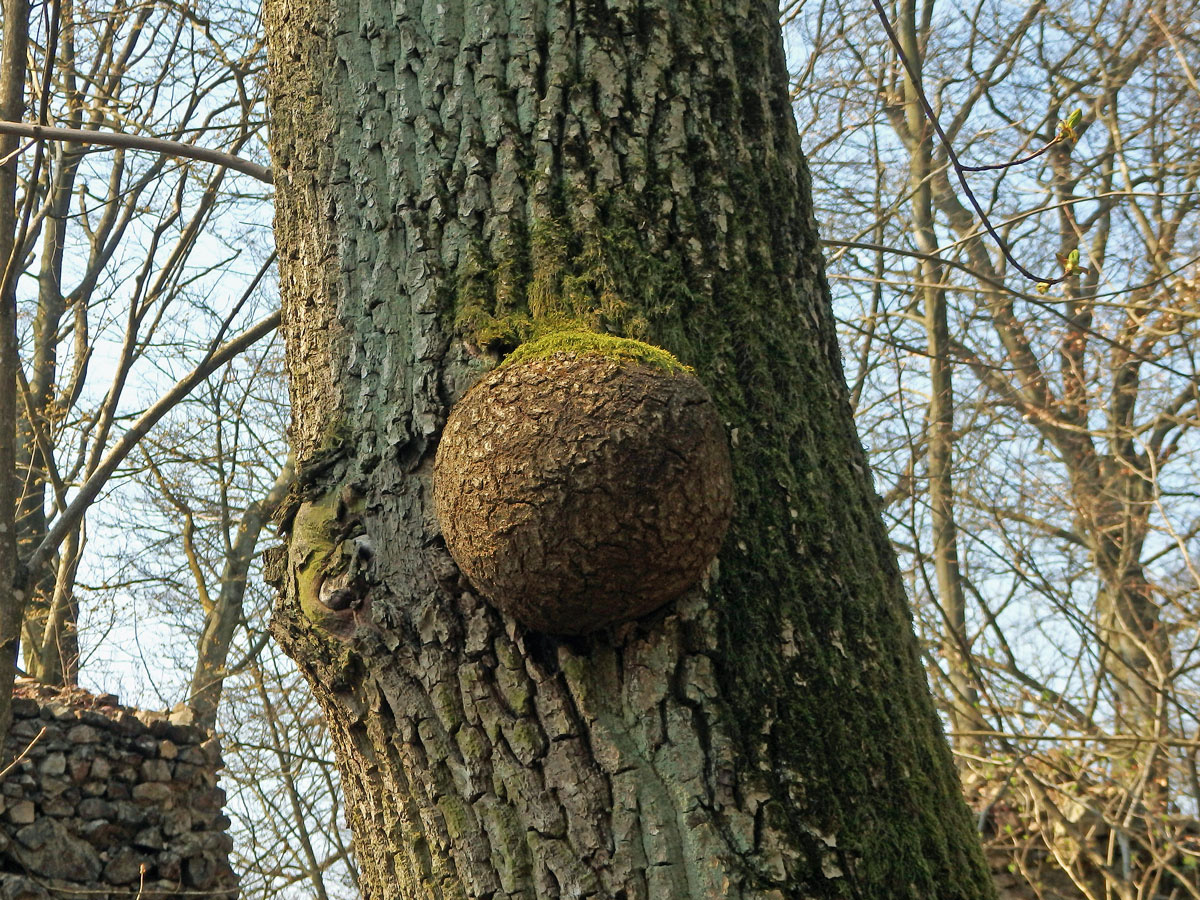 Nádor na jasanu ztepilém (Fraxinus excelsior L.) (16b)