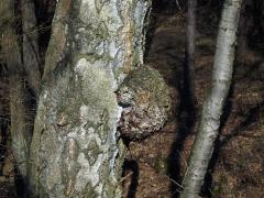 Nádor na bříze bělokoré (Betula pendula Roth) (65a)