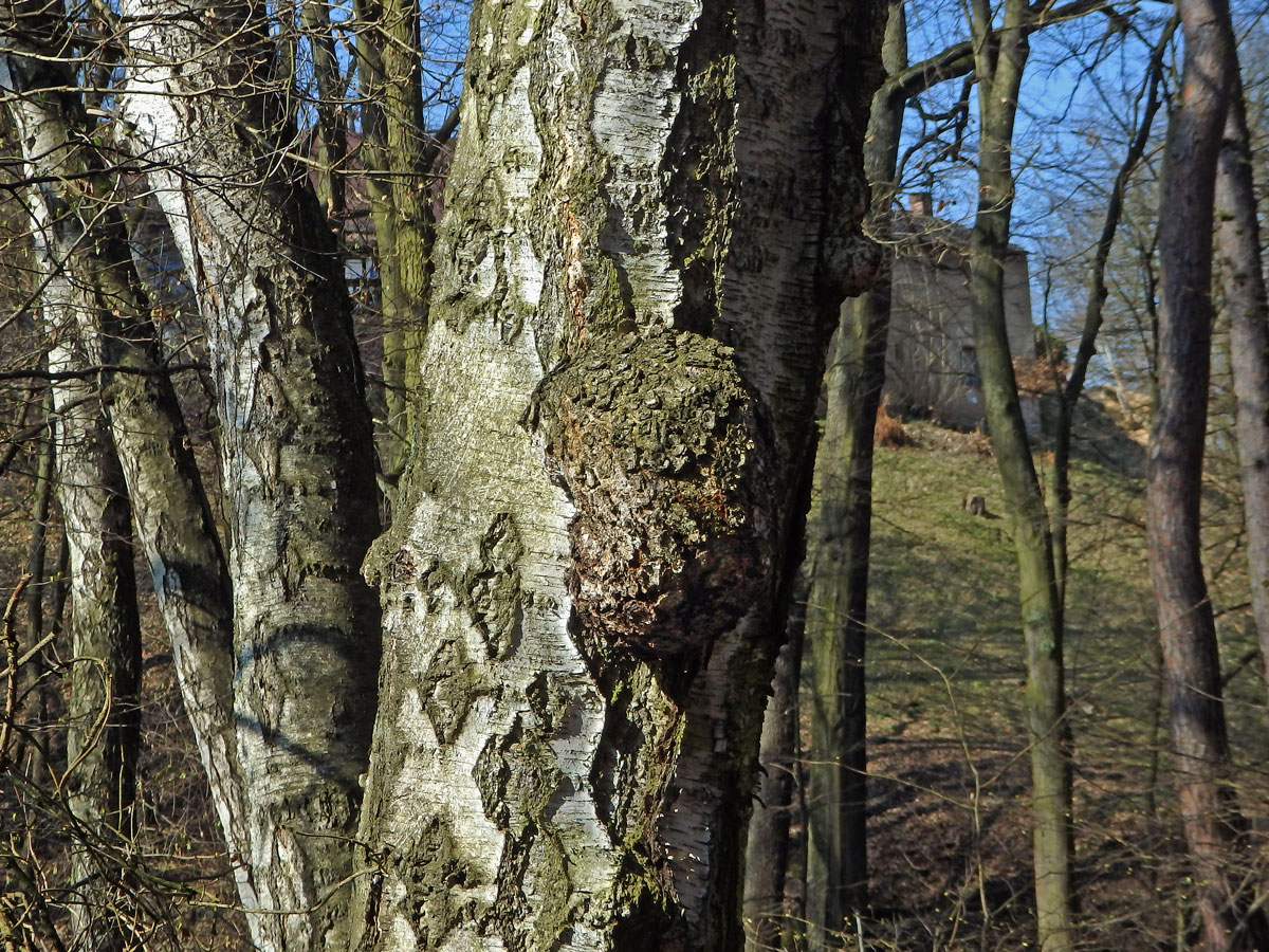 Nádor na bříze bělokoré (Betula pendula Roth) (65b)