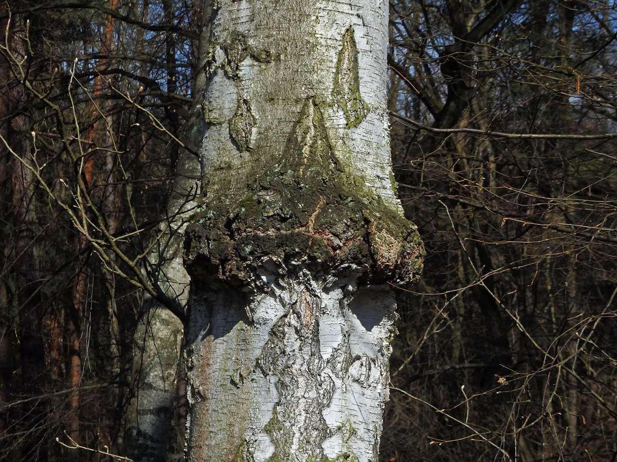 Nádor na bříze bělokoré (Betula pendula Roth) (65c)