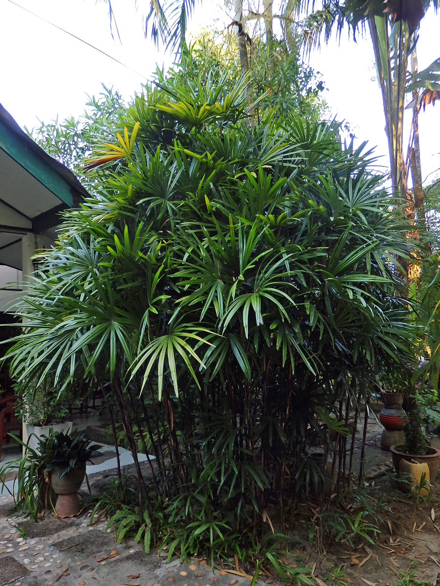 Rhapis excelsa (Thunb.) Henry