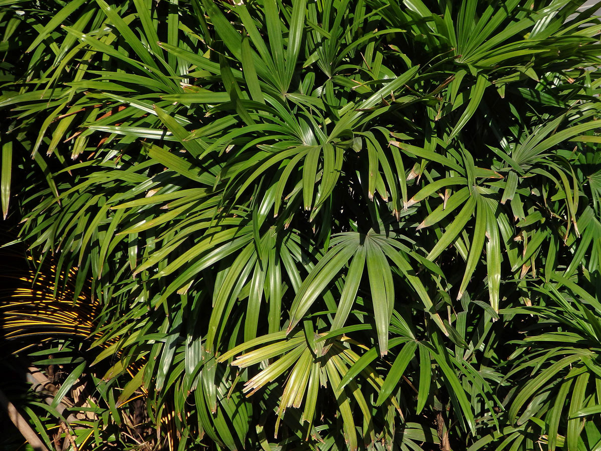 Rhapis excelsa (Thunb.) Henry