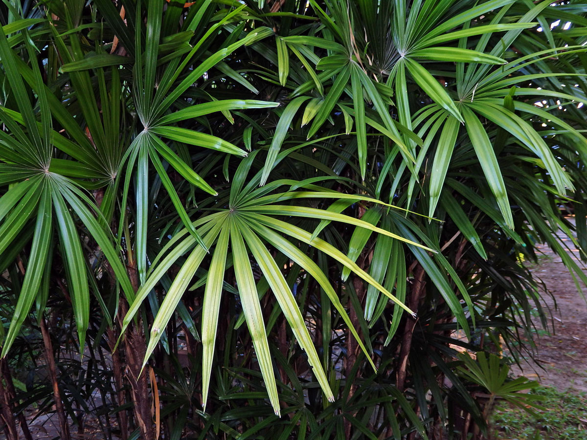 Rhapis excelsa (Thunb.) Henry