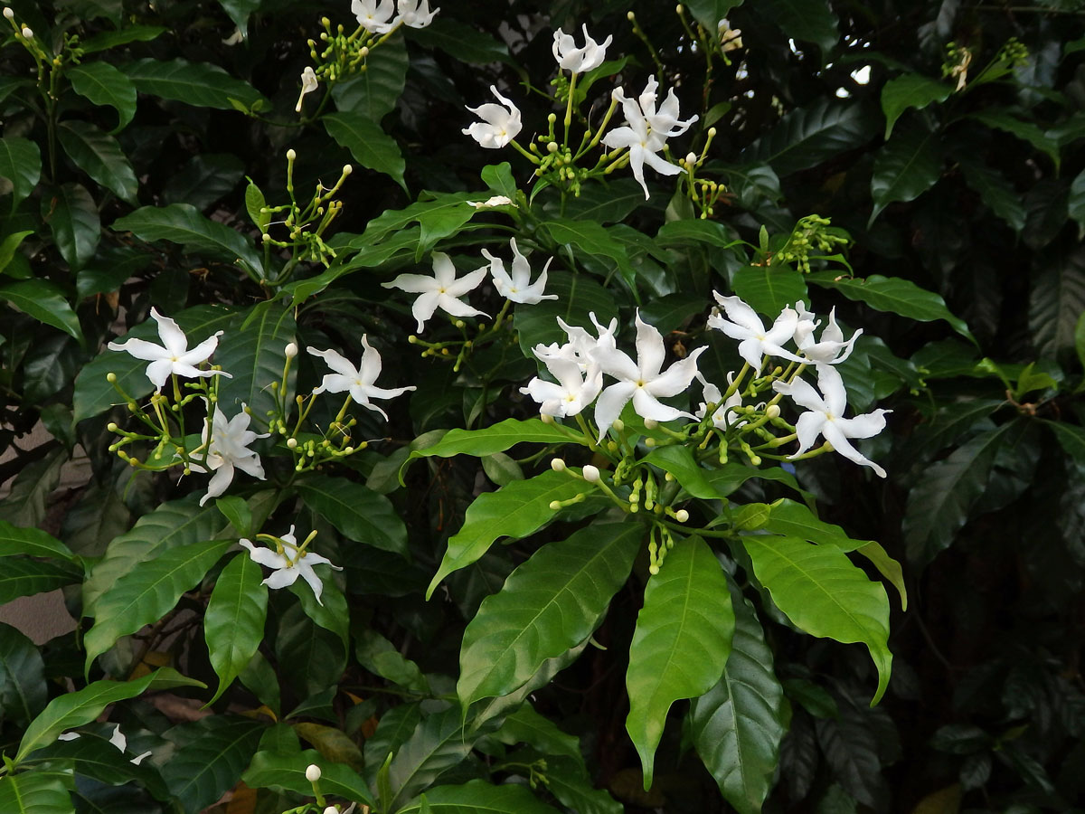 Tabernaemontana divaricata (L.) R. Br. ex Roemer & J. A. Schultes