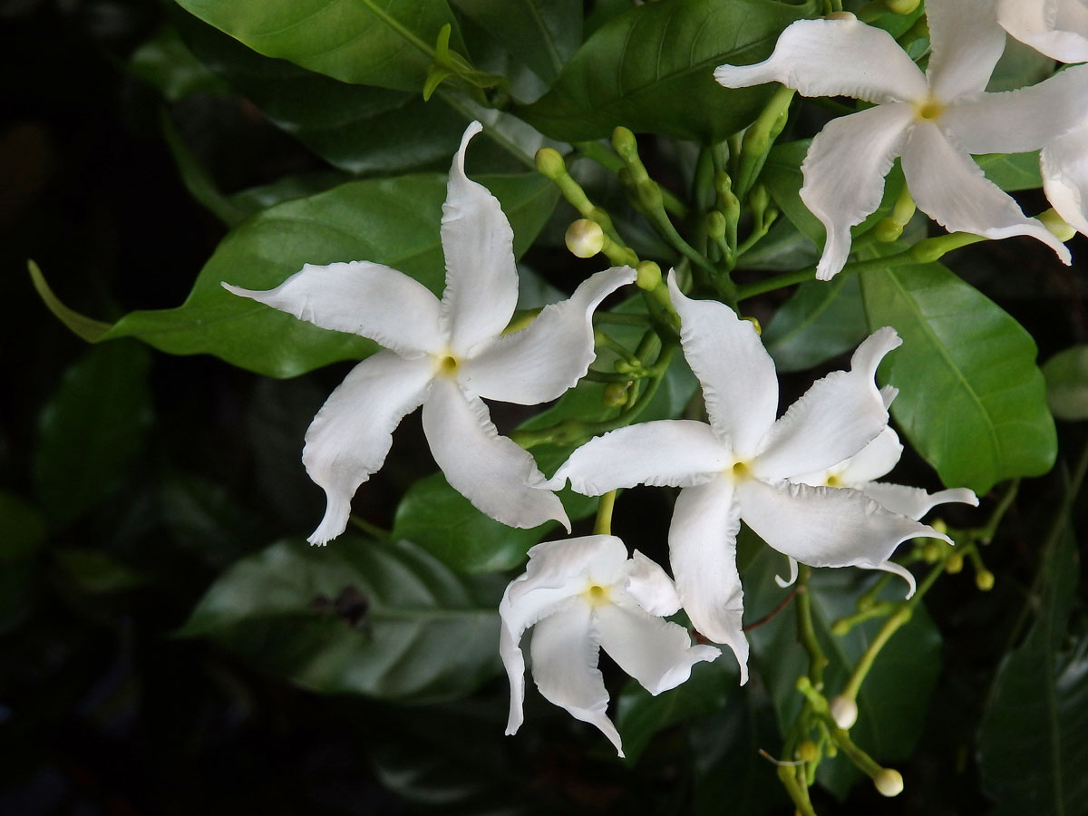 Tabernaemontana divaricata (L.) R. Br. ex Roemer & J. A. Schultes